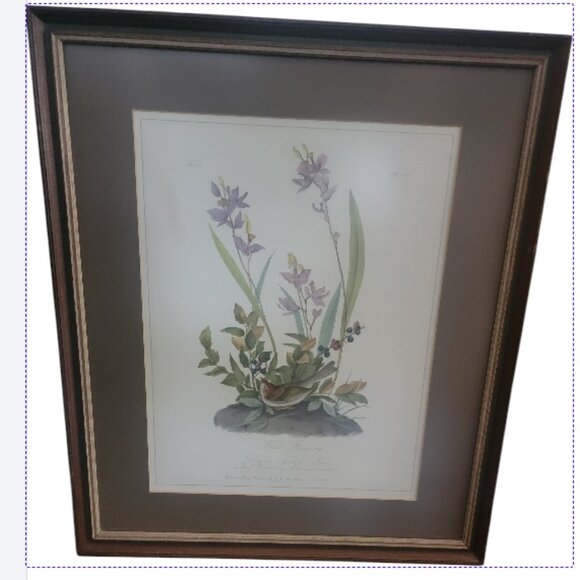 Field Bunting Print of Vintage Lithograph by JJ Audubon Matted & Framed - Picture 1 of 16